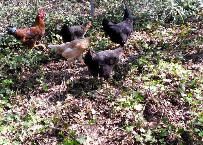 度假居 Il Mulino Che Fu La Filanda *